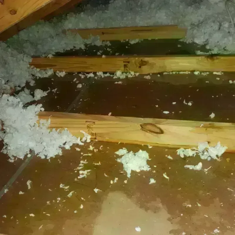 Best Attic Water Damage Service in Cashton, WI