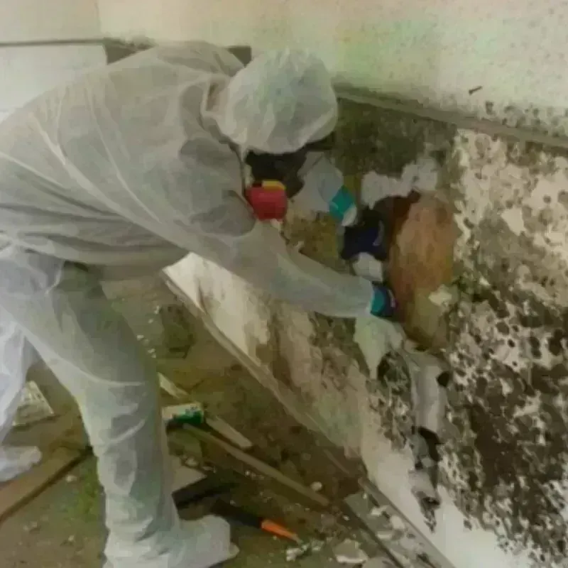 Mold Remediation and Removal in Cashton, WI